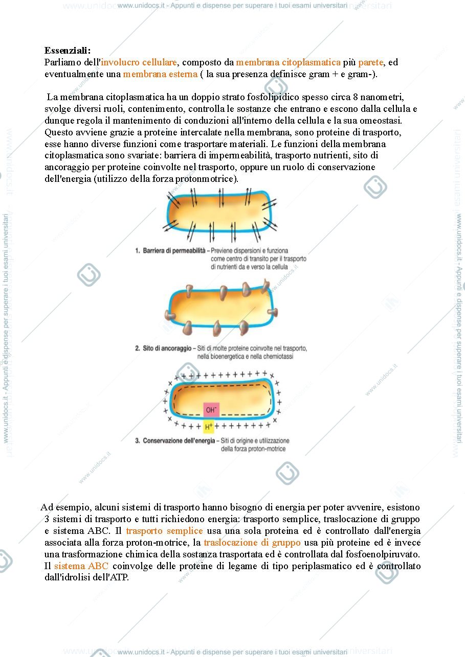 Anteprima pagina 4 — microbiologia 