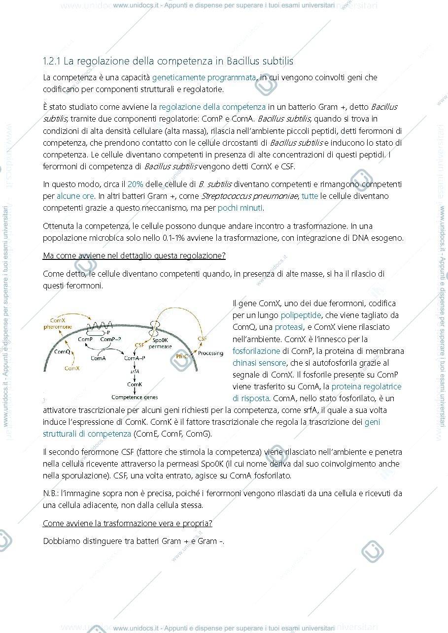 Anteprima pagina 3 — Microbiologia Secondo esonero