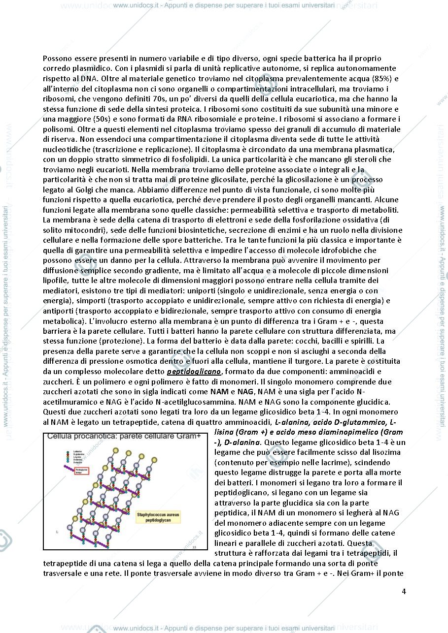 Anteprima pagina 4 — Sbobine microbiologia