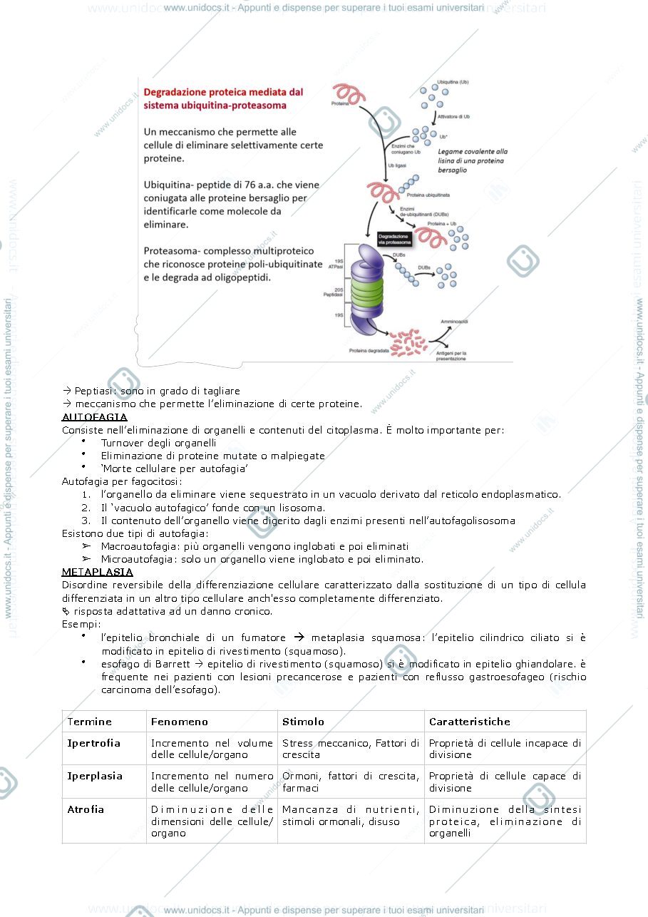 Anteprima pagina 3 — PATOLOGIA GENERALE 