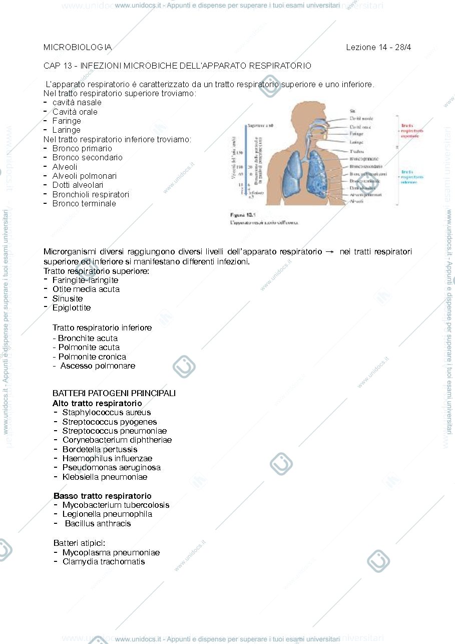 Anteprima pagina 1 — infezioni microbiche dell'apparato respiratorio