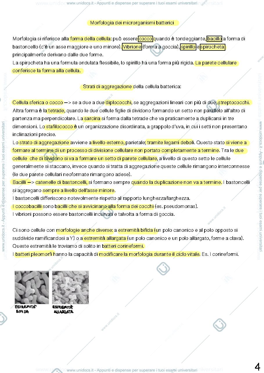 Anteprima pagina 4 — Appunti microbiologia generale