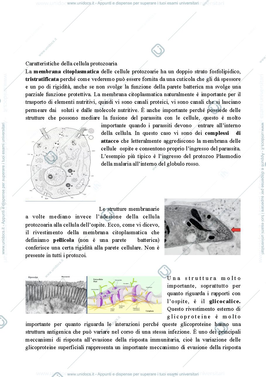 Anteprima pagina 3 — Microbiologia generale parte1