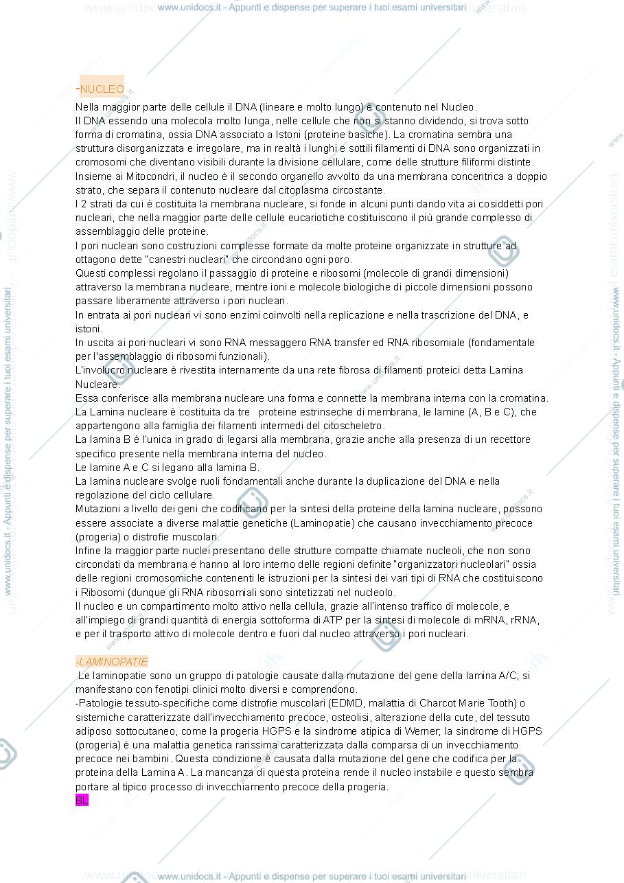 Anteprima pagina 1 — Nucleo