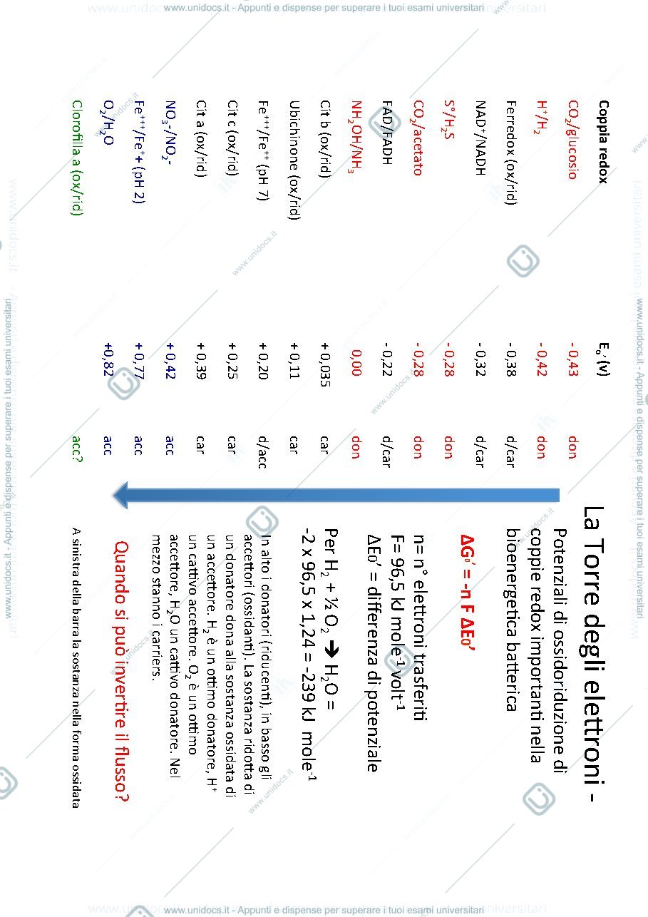 Anteprima pagina 1 — bioenergetica microbica