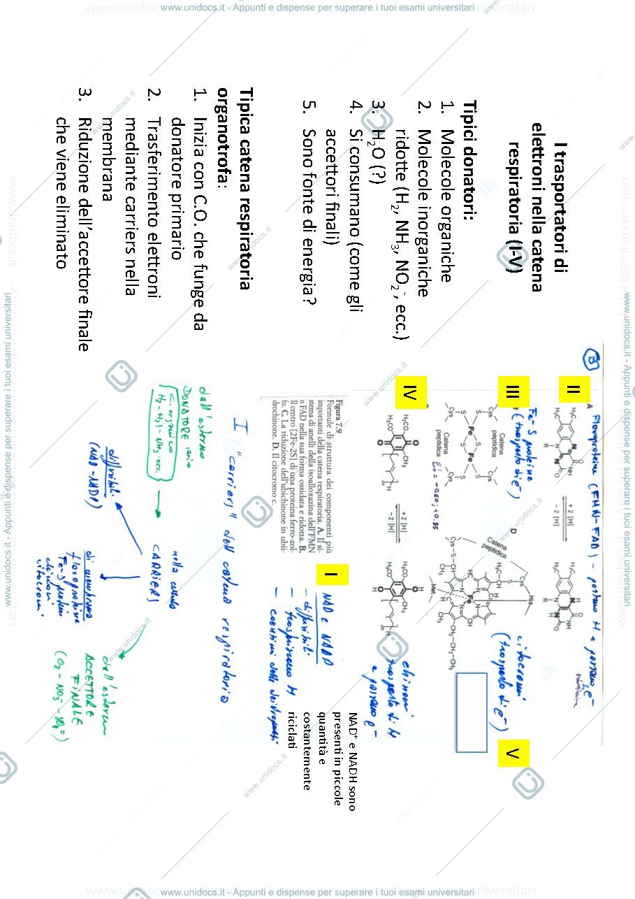 Anteprima pagina 2 — bioenergetica microbica