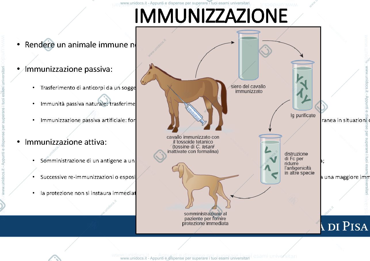 Anteprima pagina 3 — virologia appunti