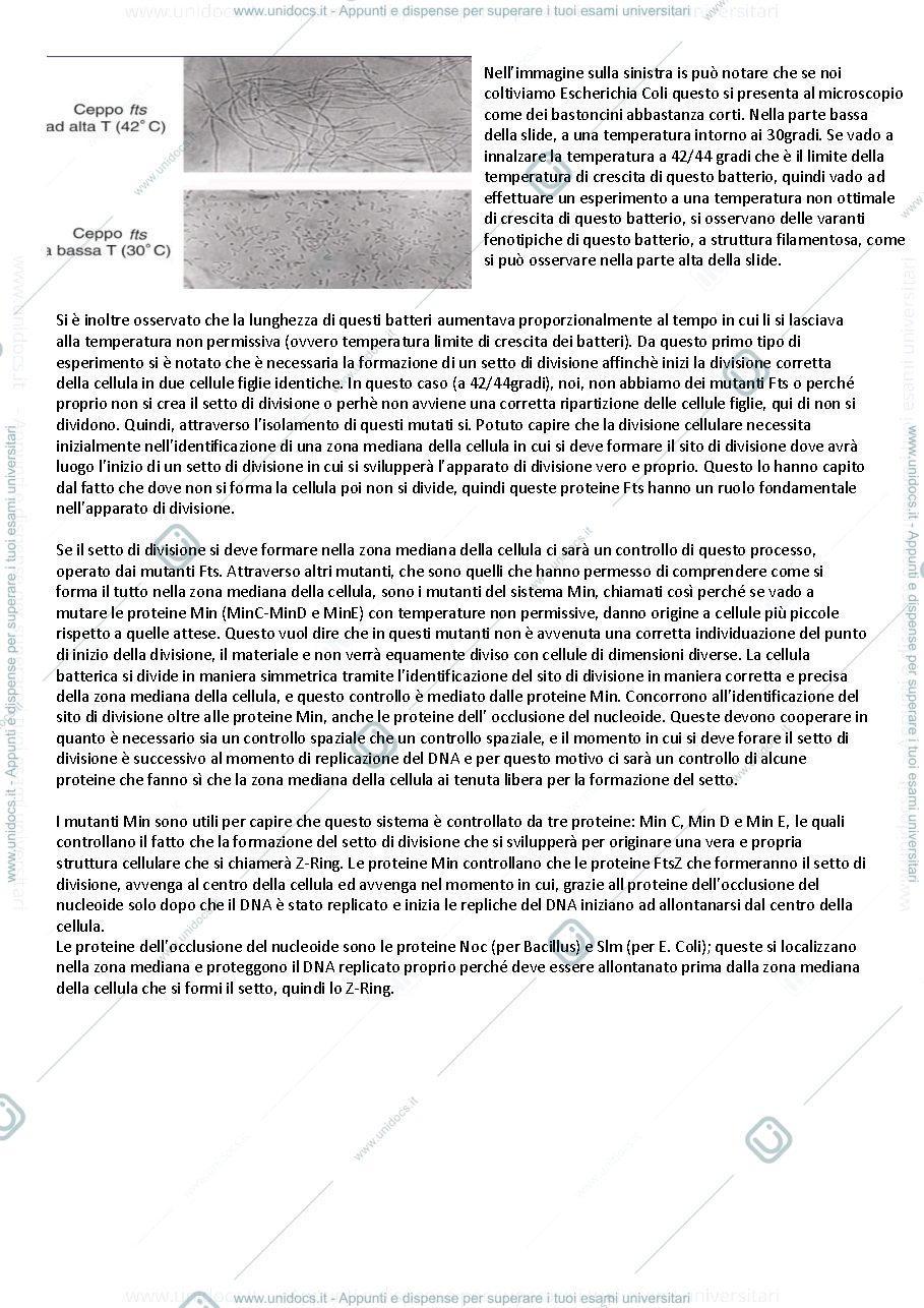 Anteprima pagina 3 — APPUNTI FINO A LEZIONE 10 DI MICROBIOLOGIA MOLECOLARE