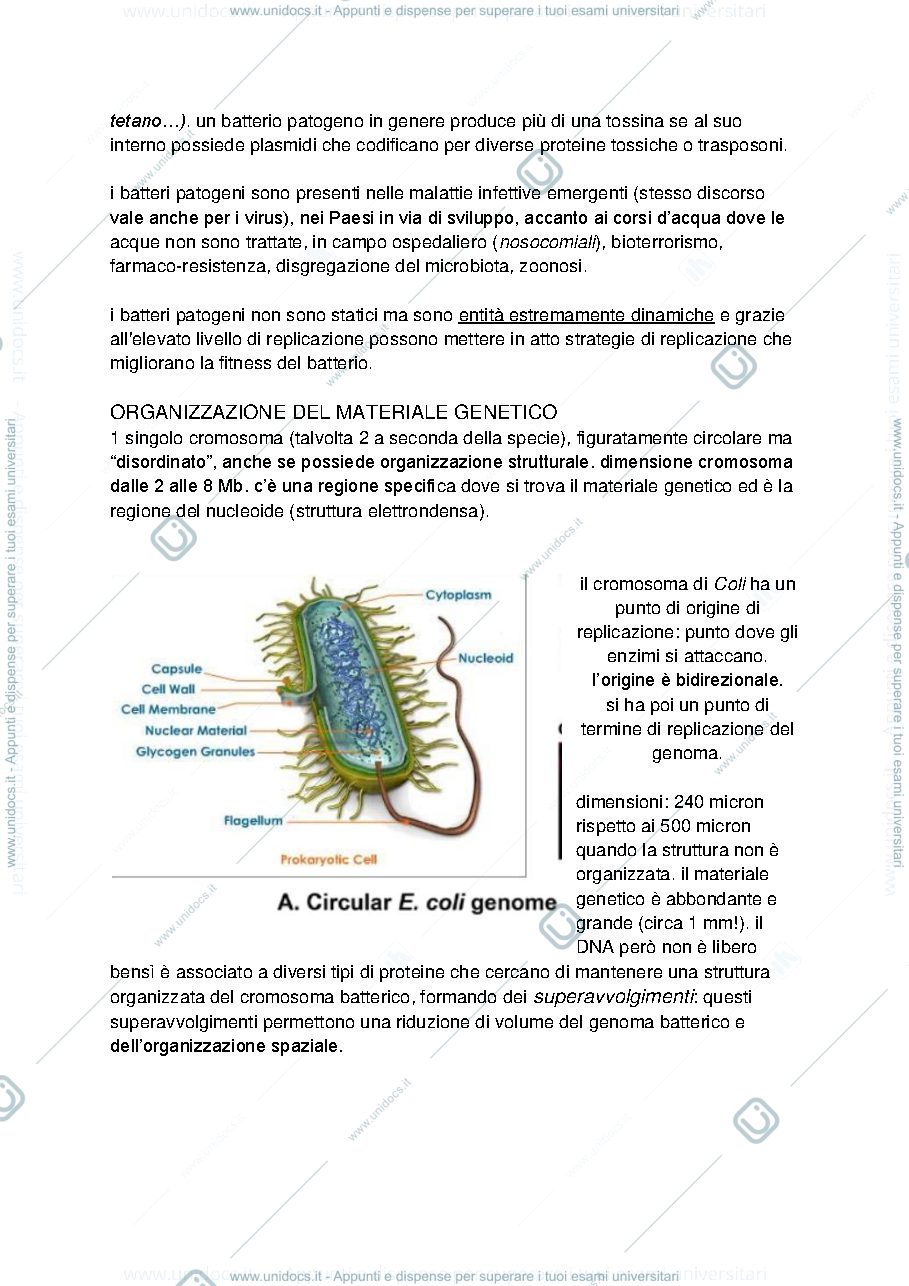 Anteprima pagina 4 — APPUNTI DI BASI MOLECOLARI DELLA PATOGENICITA' MICROBICA