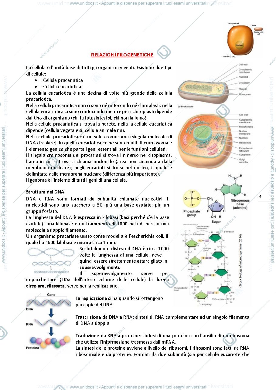 Anteprima pagina 3 — Dispensa