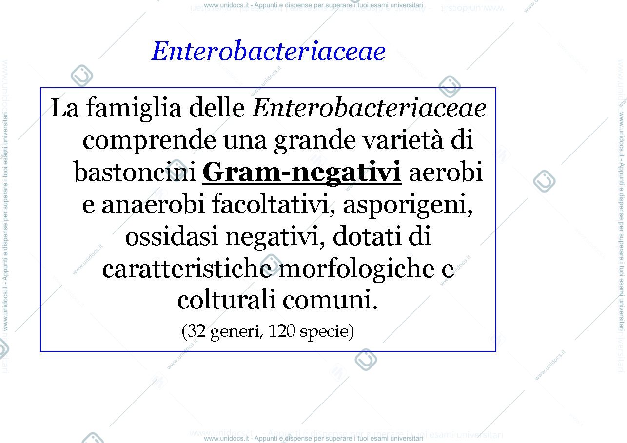 Anteprima pagina 2 — enterobatteri