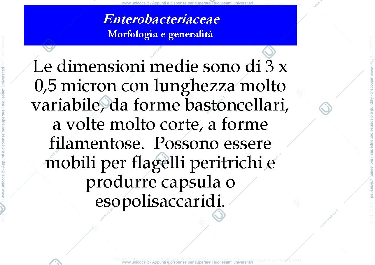 Anteprima pagina 3 — enterobatteri
