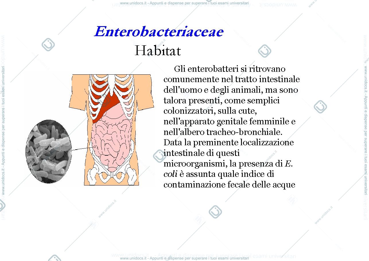 Anteprima pagina 4 — enterobatteri