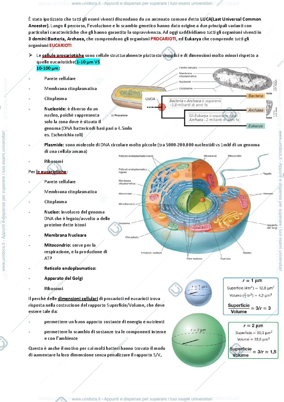 Anteprima pagina 2 — Le cellule microbiche