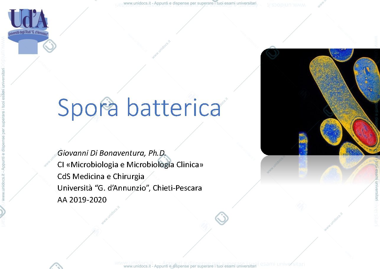 Anteprima pagina 1 — spora batterica