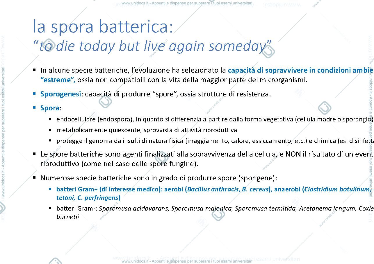 Anteprima pagina 2 — spora batterica