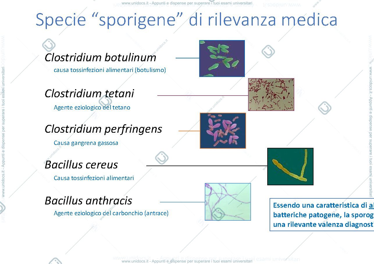 Anteprima pagina 3 — spora batterica