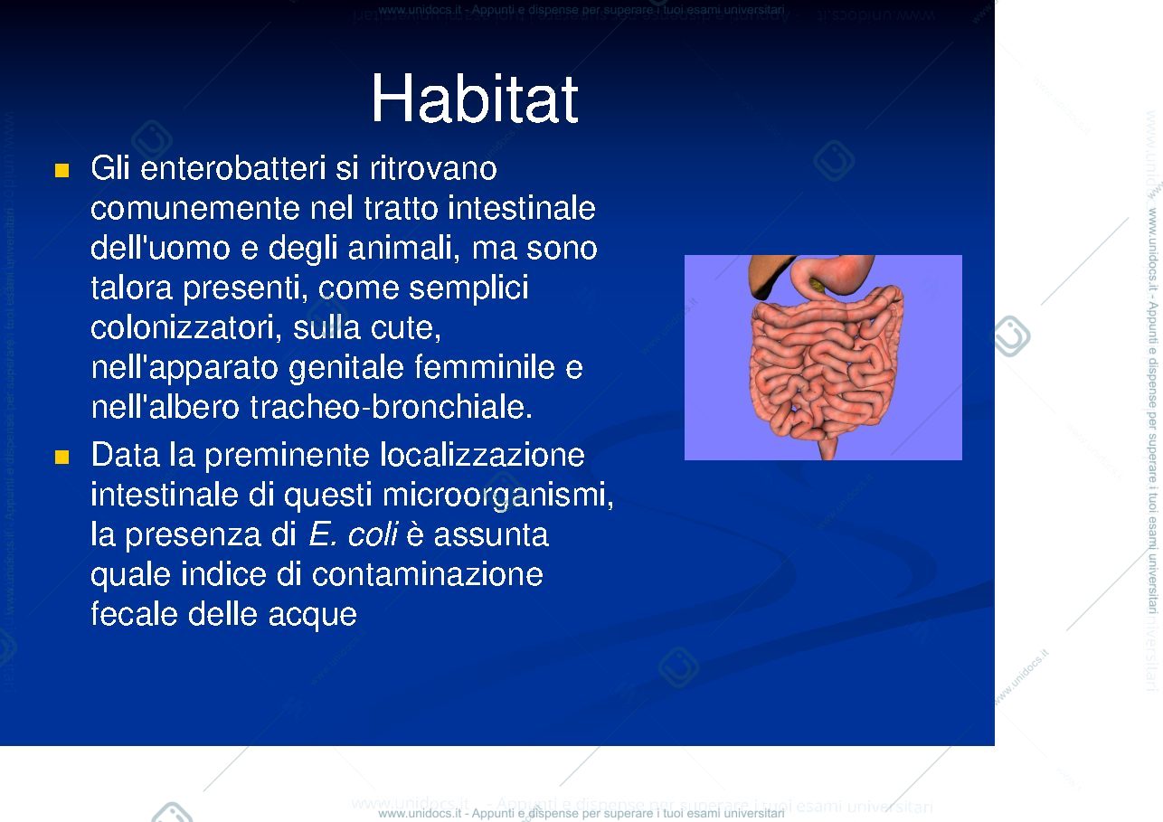 Anteprima pagina 3 — batteriologia 3