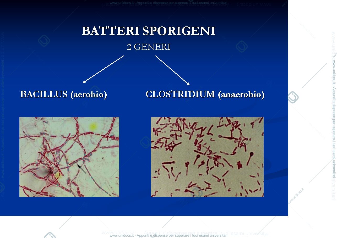 Anteprima pagina 2 — batteriologia 5