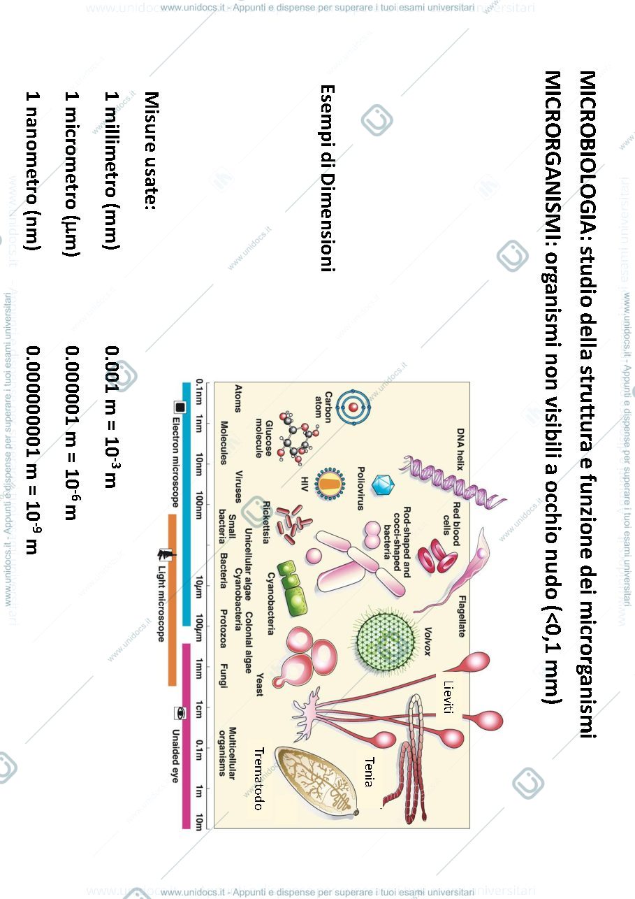 Anteprima pagina 2 — batteriologia di base