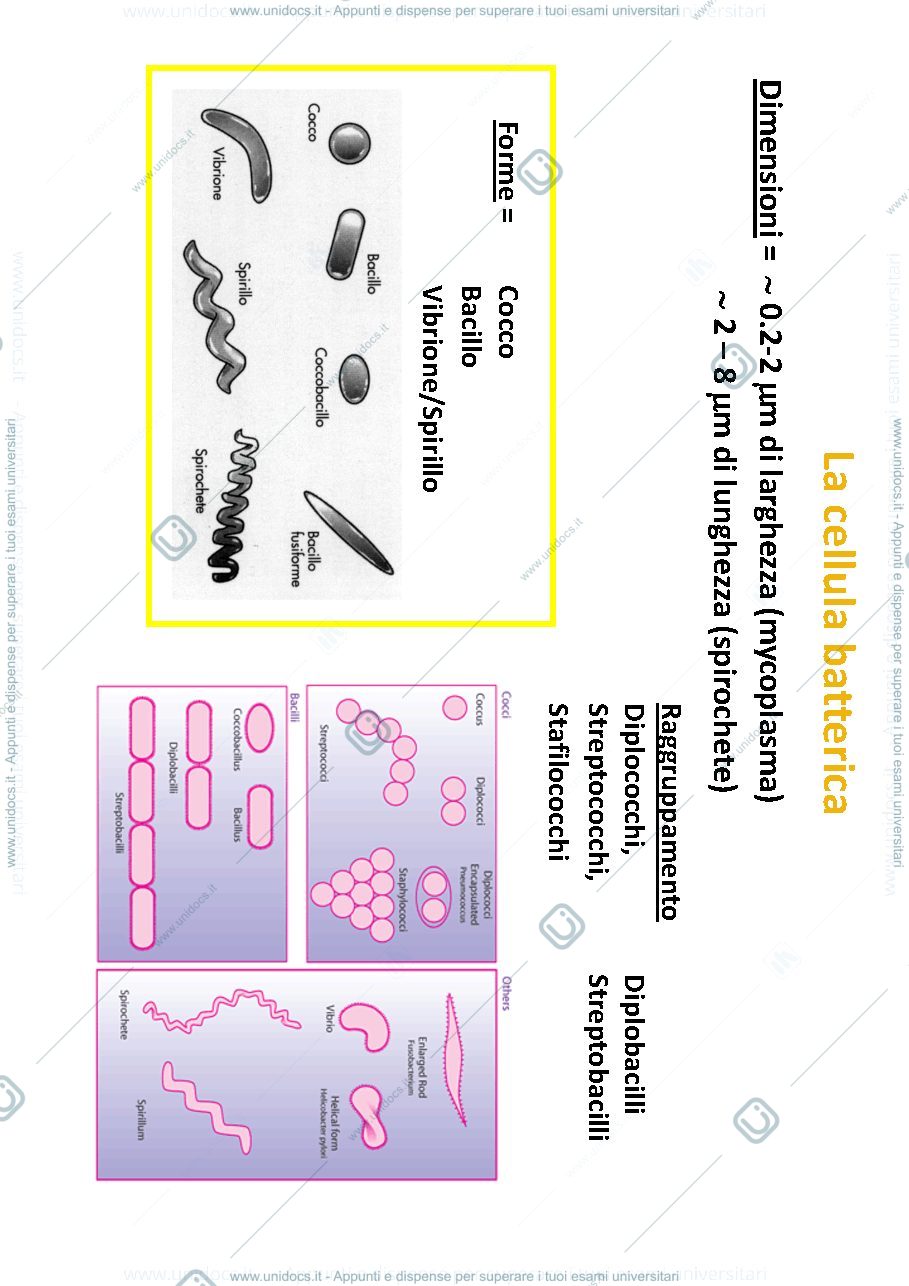 Anteprima pagina 4 — batteriologia di base