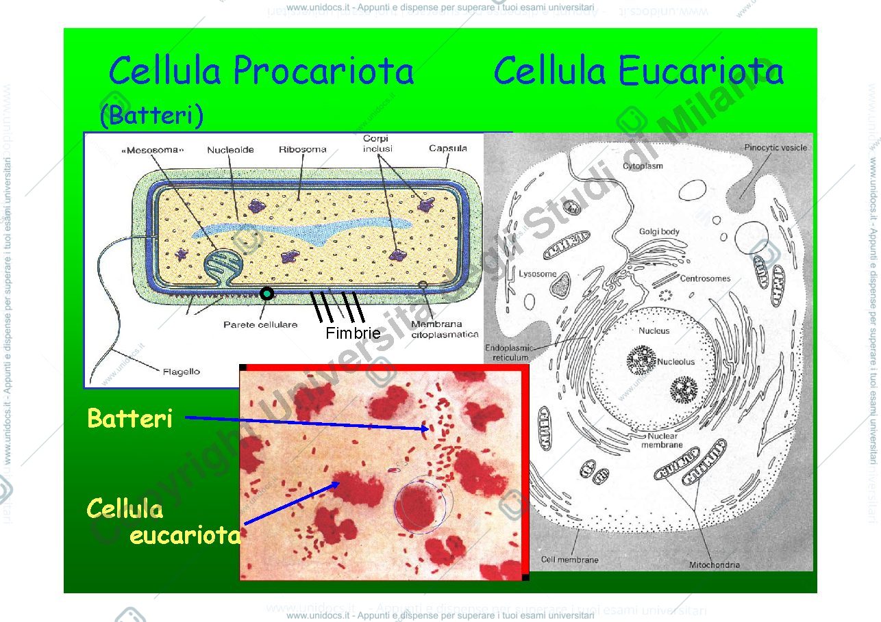 Anteprima pagina 3 — LEZIONE 2 - microbiologia