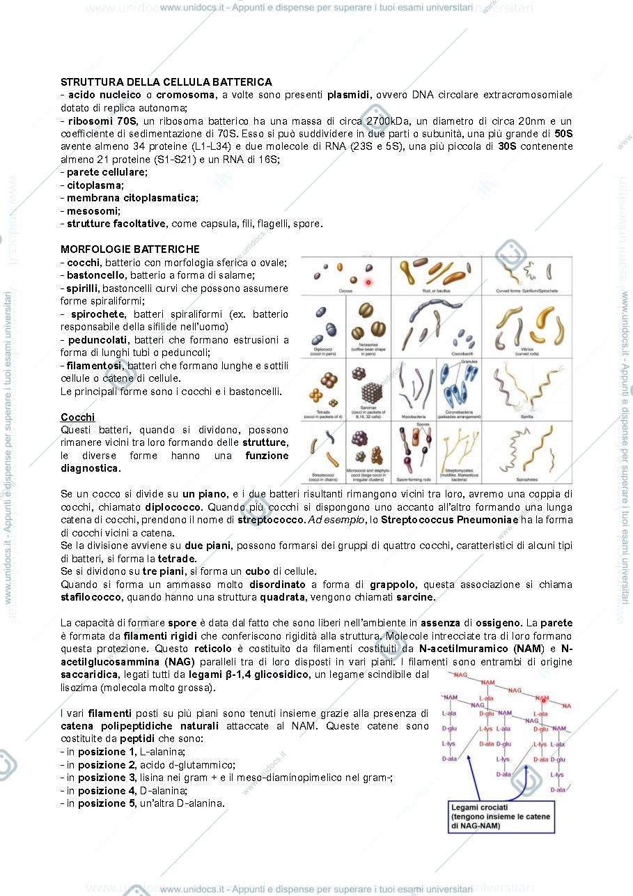 Anteprima pagina 3 — Microbiologia 