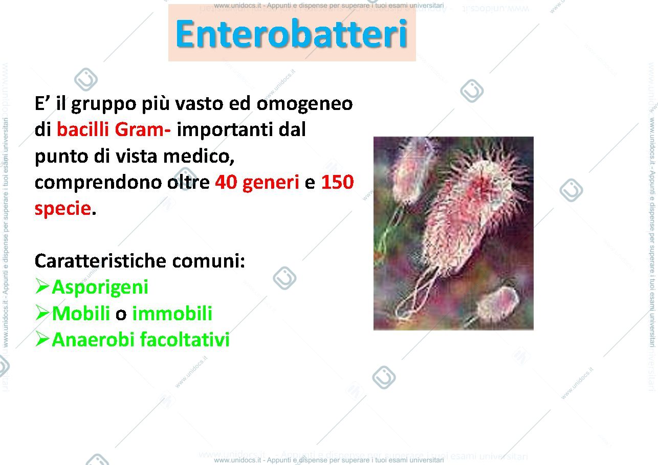 Anteprima pagina 2 — enterobatteri Gram negativi