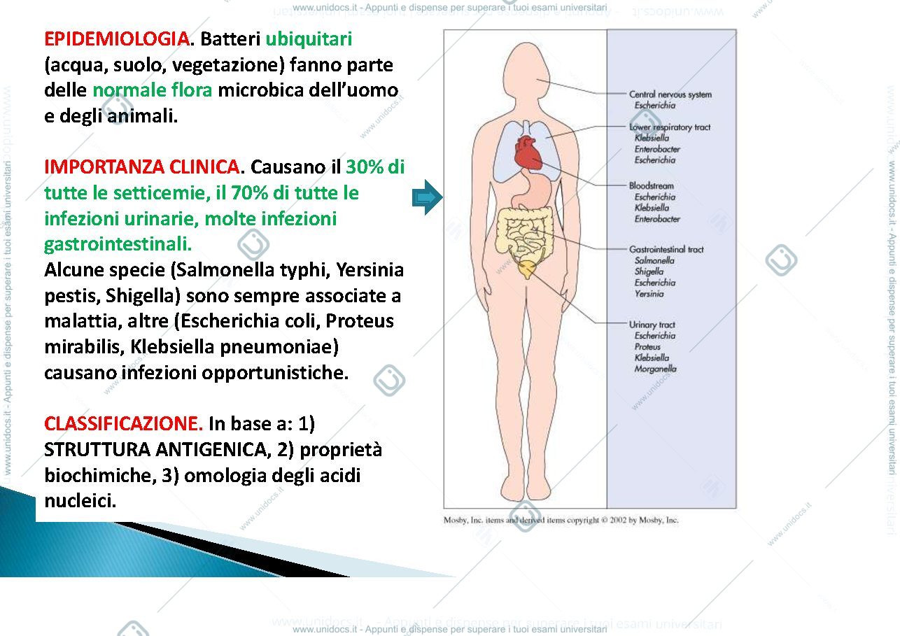 Anteprima pagina 3 — enterobatteri Gram negativi