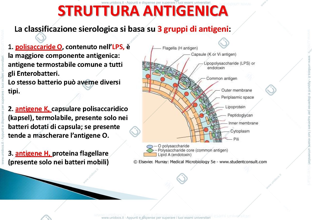 Anteprima pagina 4 — enterobatteri Gram negativi