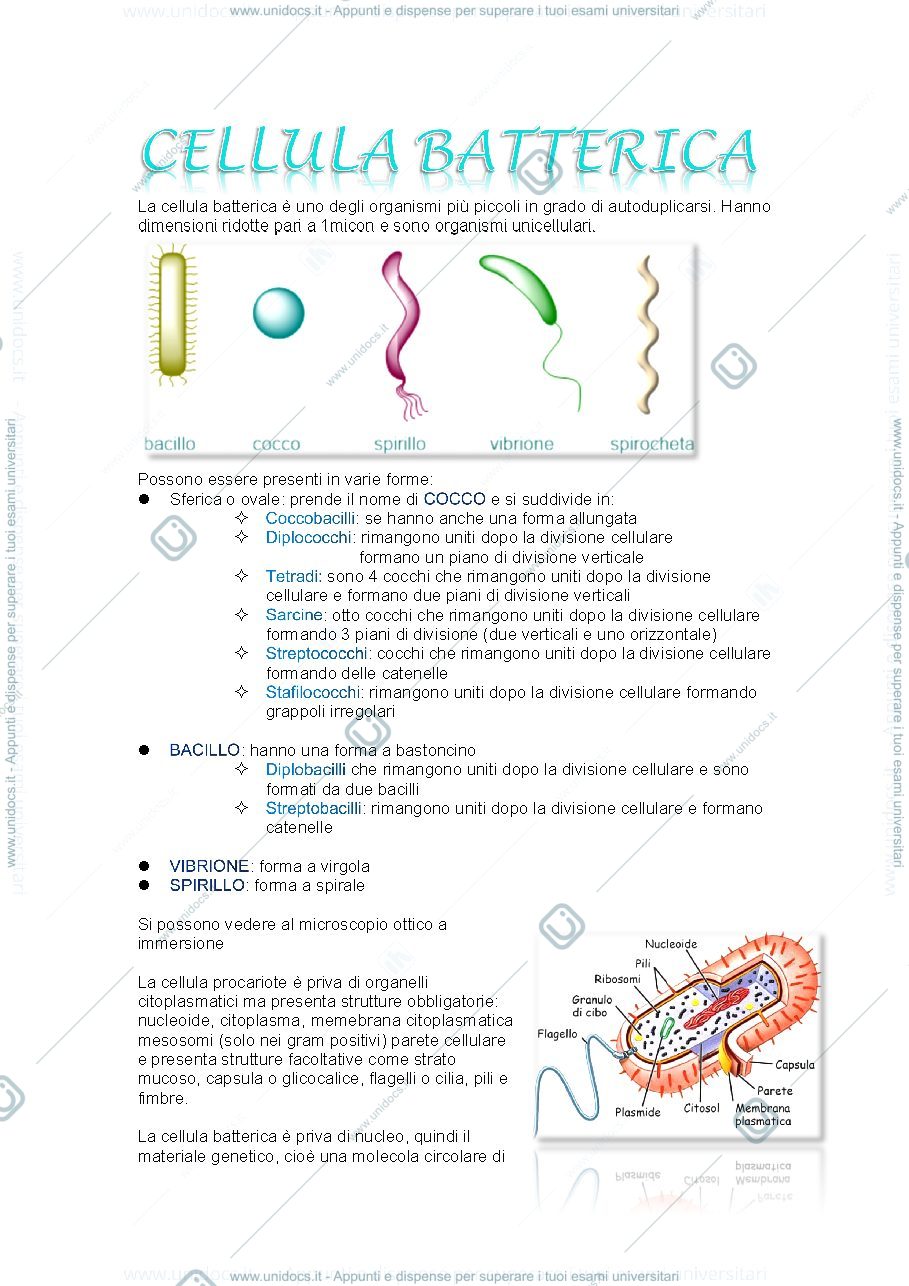 Anteprima pagina 1 — cellula batterica