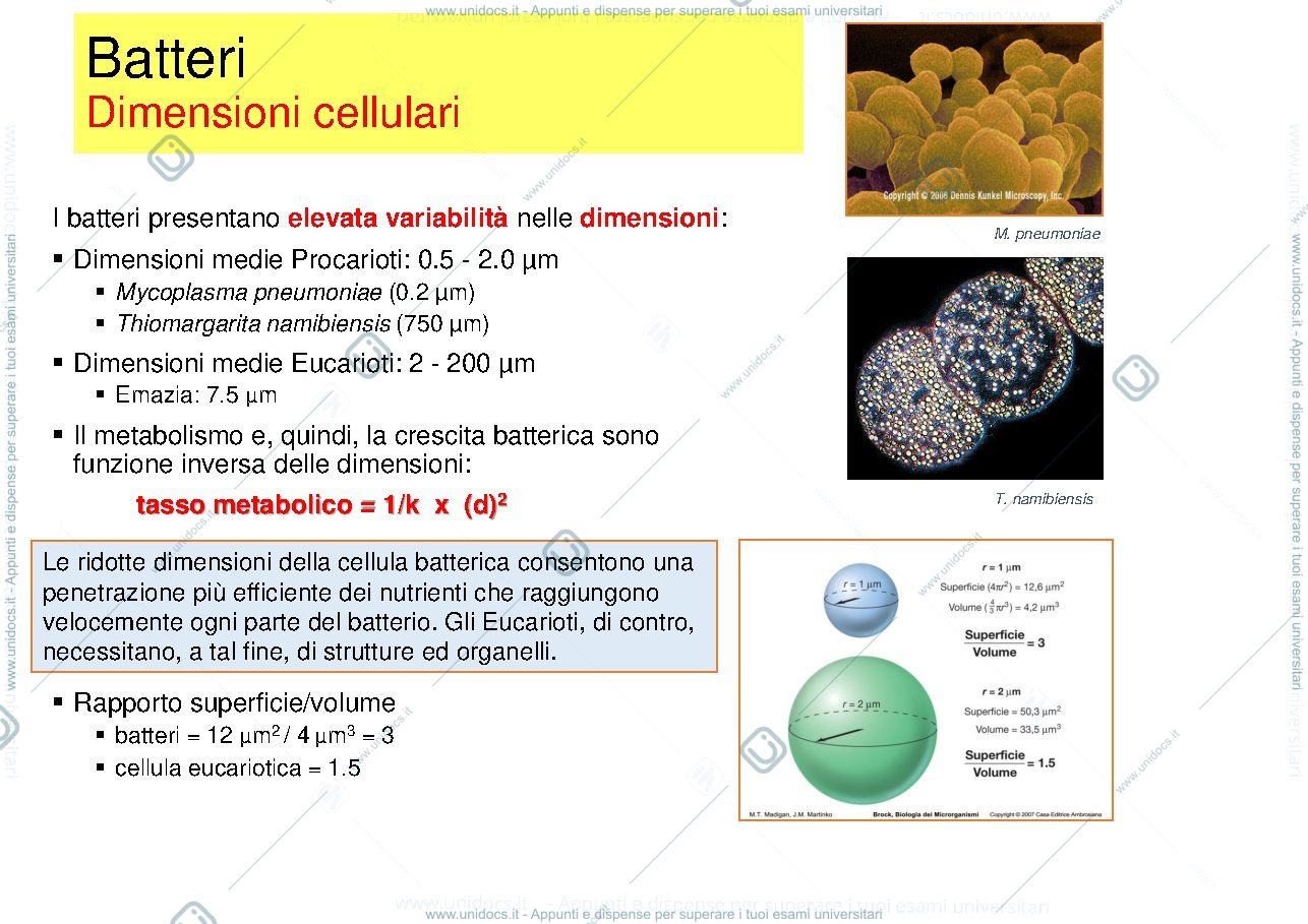 Anteprima pagina 2 — 1  MEDICINA cellula batterica - struttura - funzioni