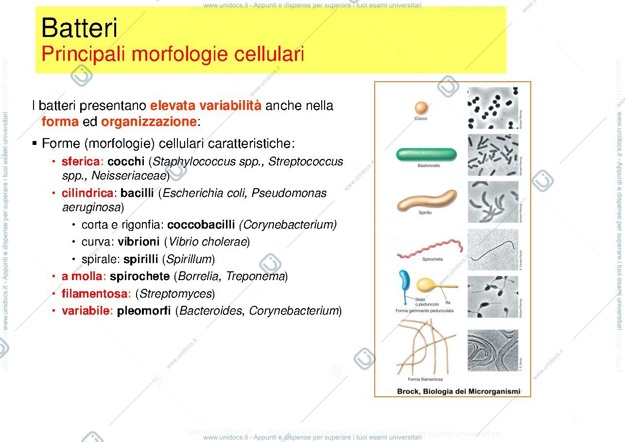 Anteprima pagina 3 — 1  MEDICINA cellula batterica - struttura - funzioni