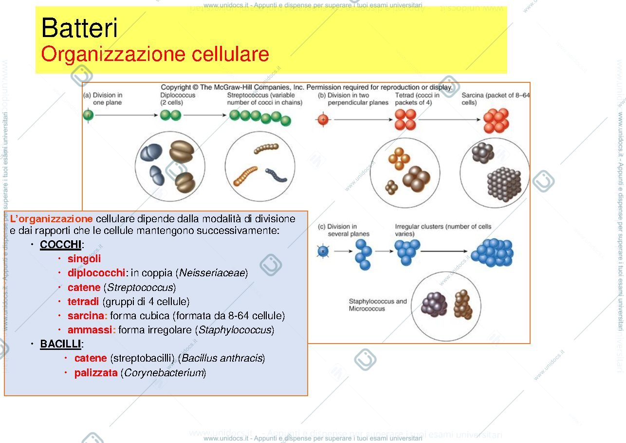 Anteprima pagina 4 — 1  MEDICINA cellula batterica - struttura - funzioni