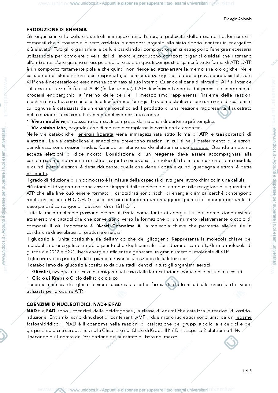 Anteprima pagina 1 — bioenergetica