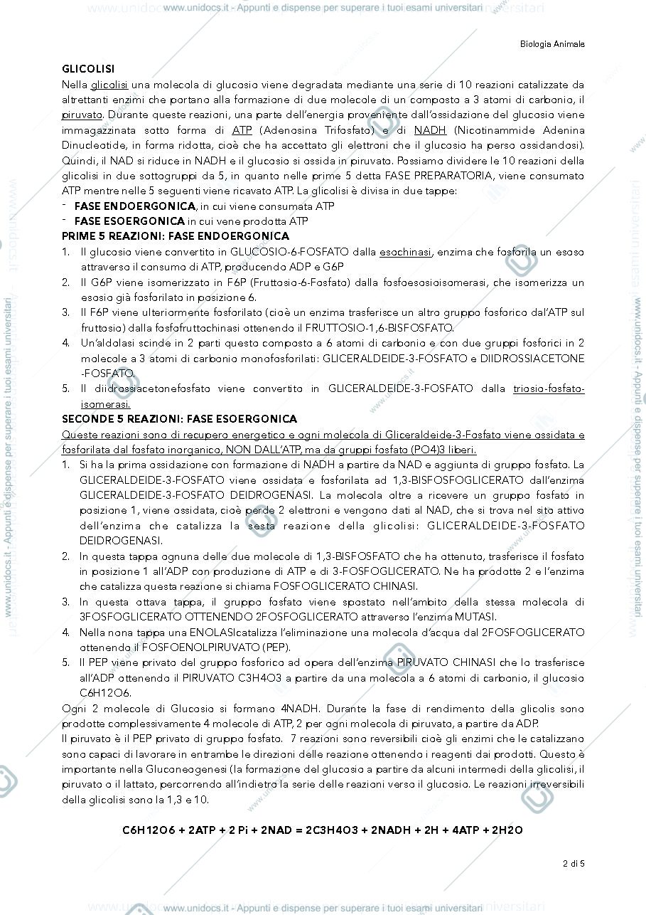 Anteprima pagina 2 — bioenergetica