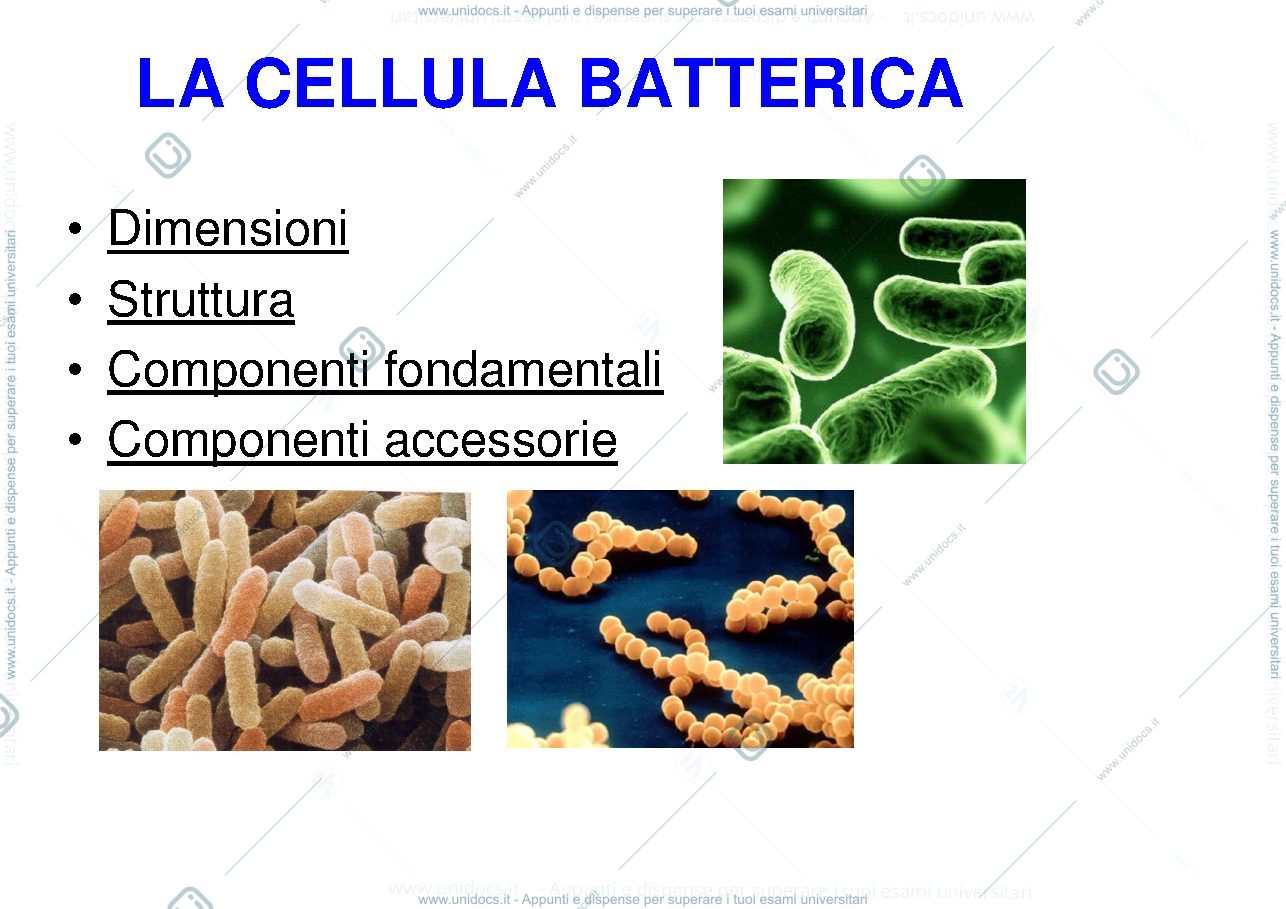 Anteprima pagina 1 — i batteri
