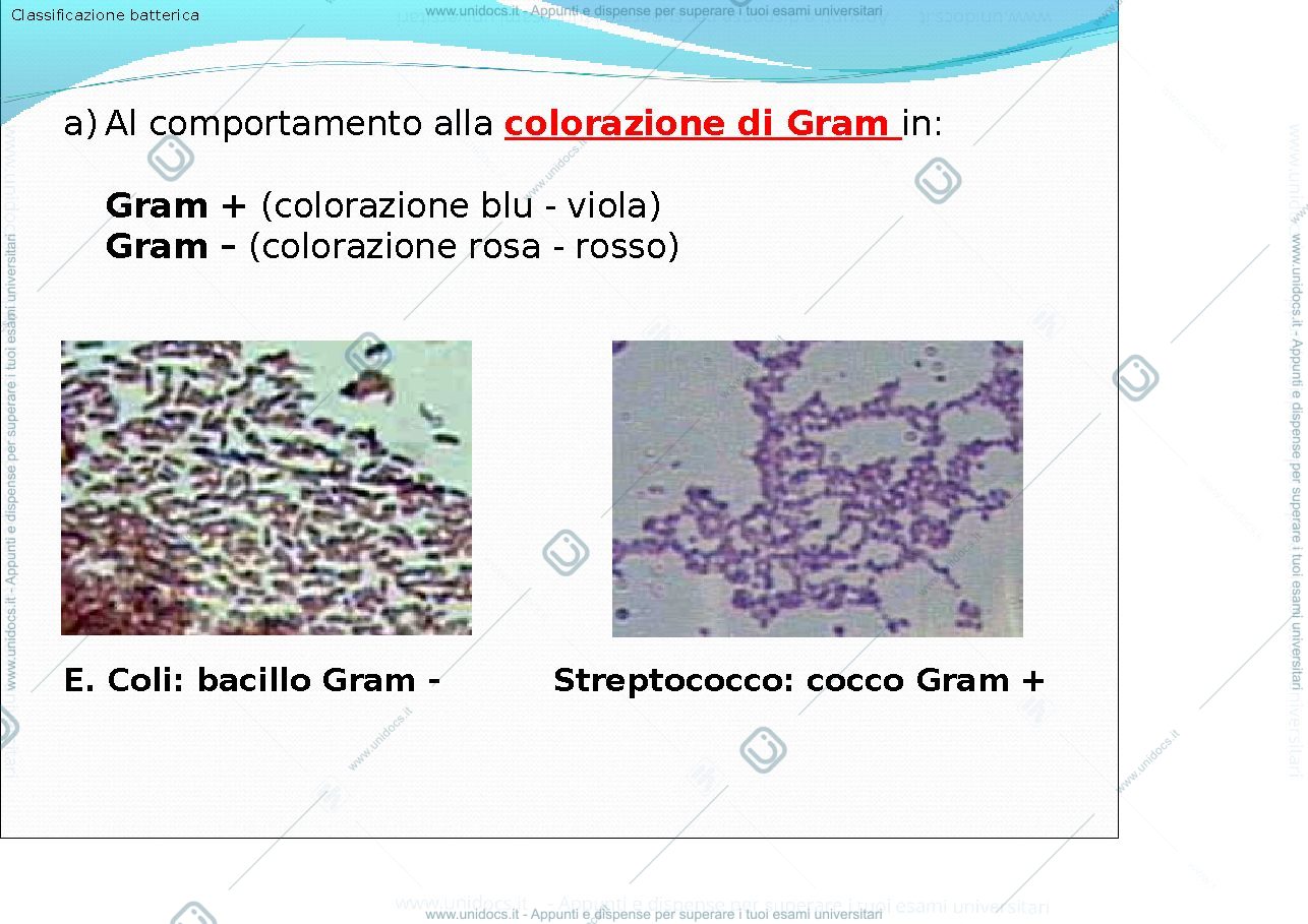Anteprima pagina 3 — classificazione dei batteri