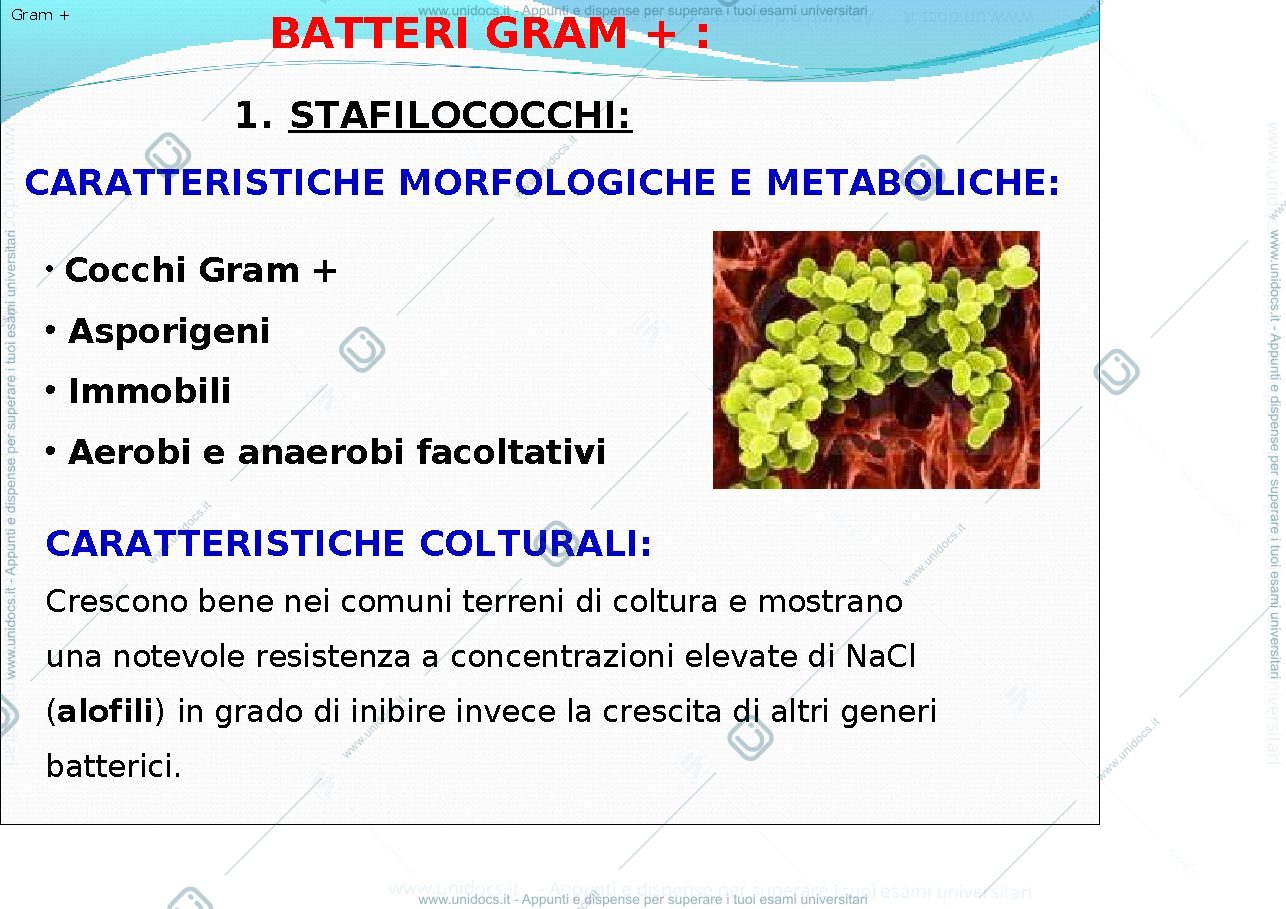 Anteprima pagina 4 — classificazione dei batteri