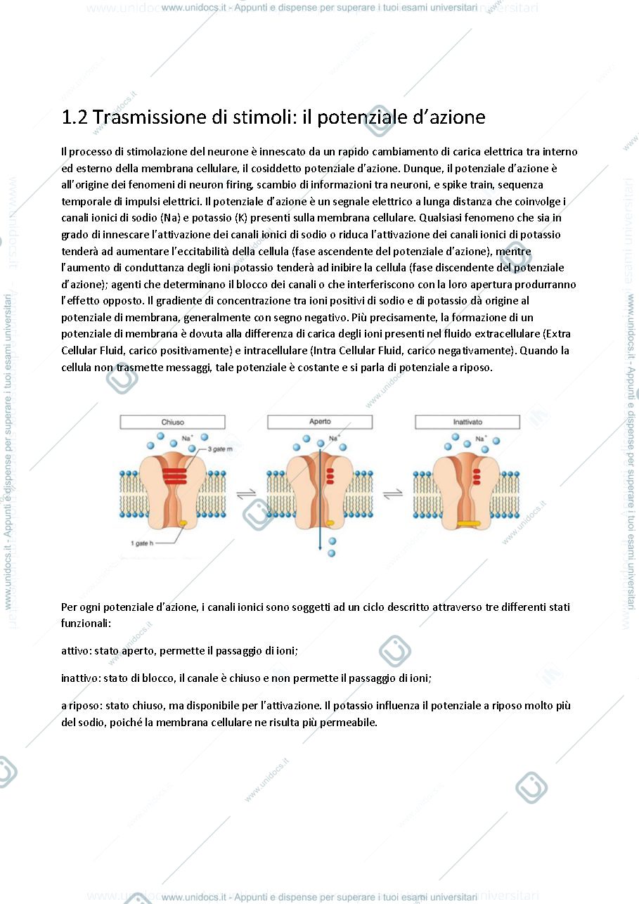 Anteprima pagina 2 — Tesina Hodgin-Huxley