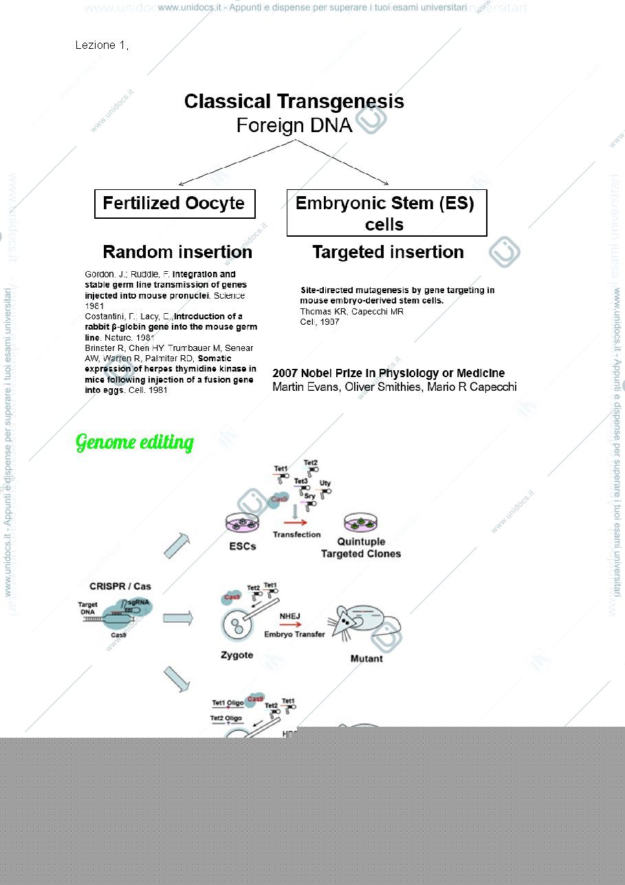 Anteprima pagina 3 — Modelli murini di patologie umane 