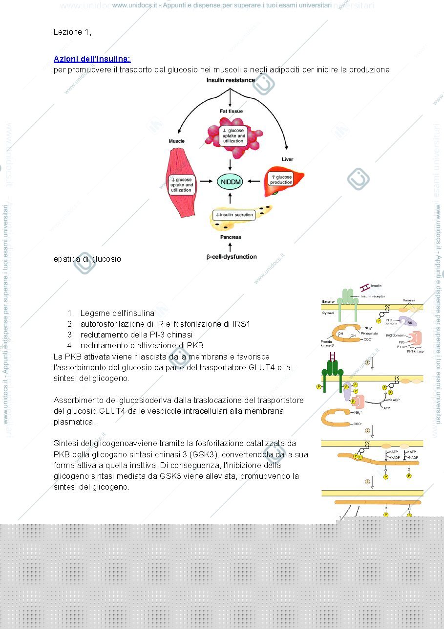 Anteprima pagina 3 — Modelli murini di diabete di tipo 2