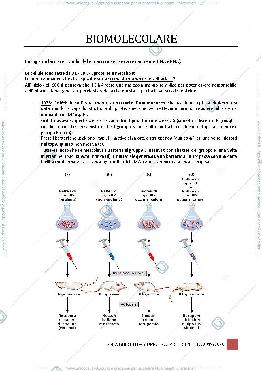Anteprima pagina 1 — Biologia Molecolare e genetica 
