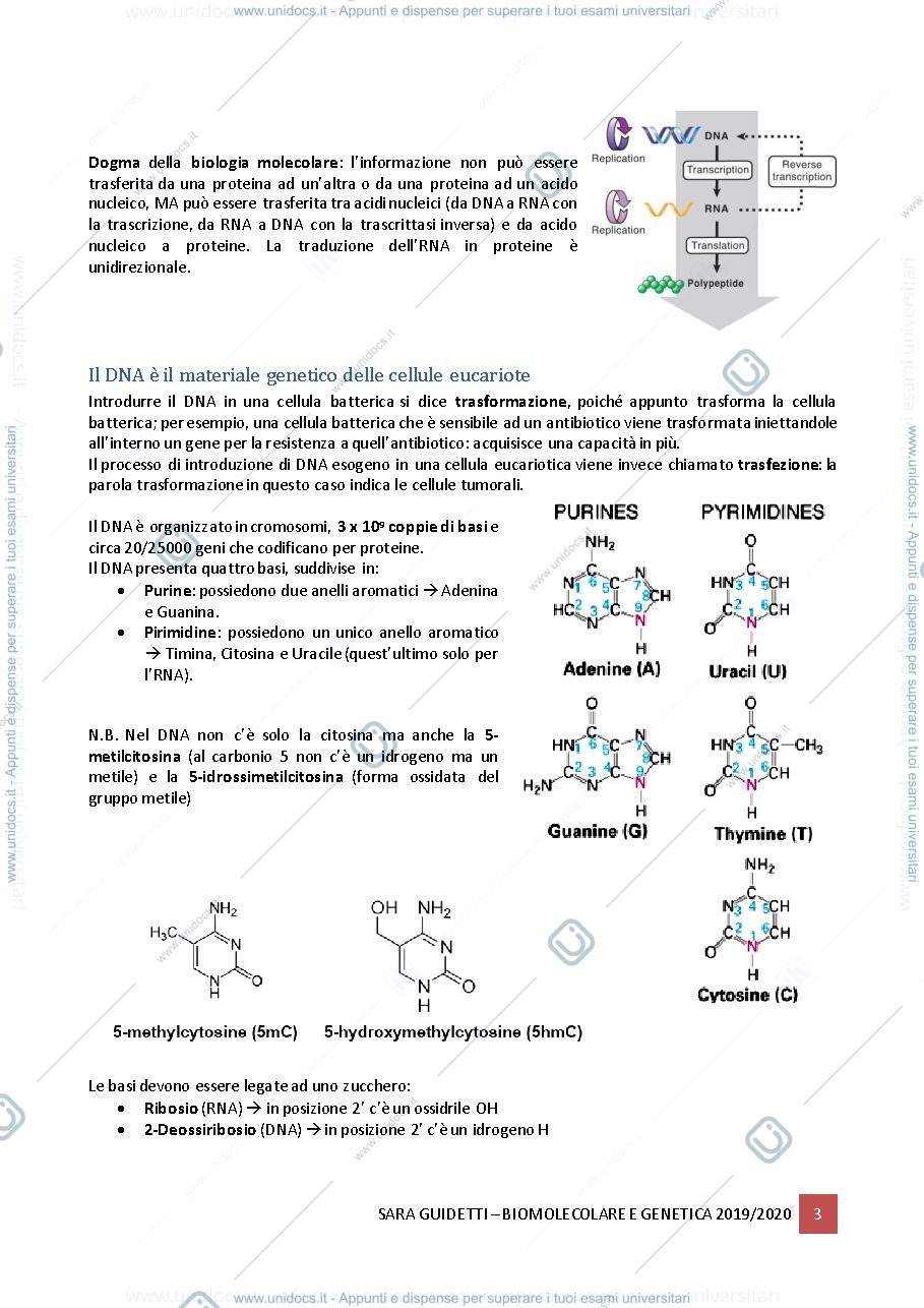 Anteprima pagina 3 — Biologia Molecolare e genetica 