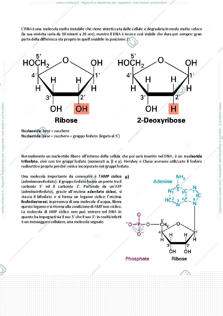 Anteprima pagina 4 — Biologia Molecolare e genetica 