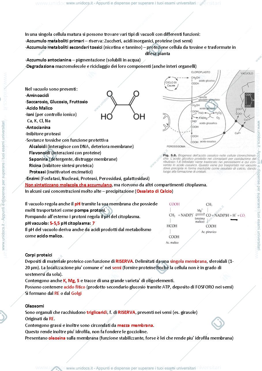 Anteprima pagina 2 — Modulo 2 Fisiologia