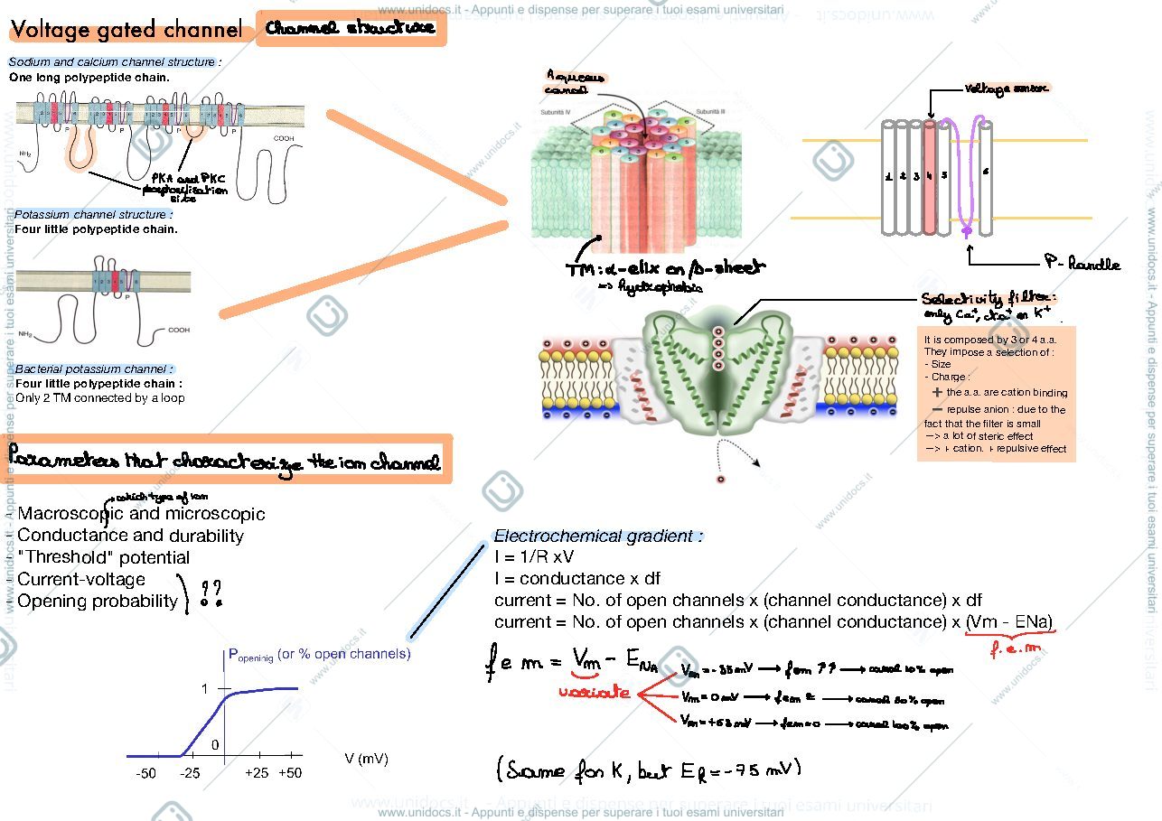Anteprima pagina 2 — Voltage gated channel and bioelectrical phenomena