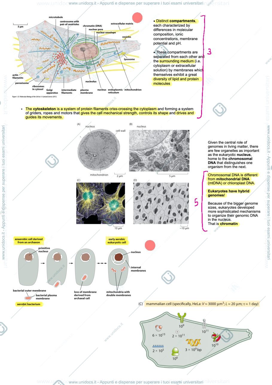 Anteprima pagina 2 — MBC1