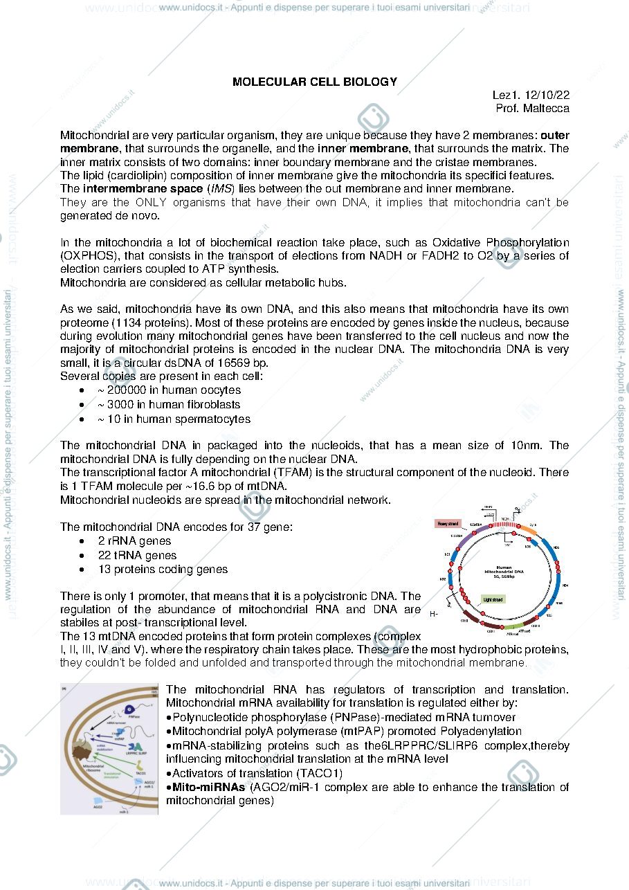 Anteprima pagina 1 — mitocondri