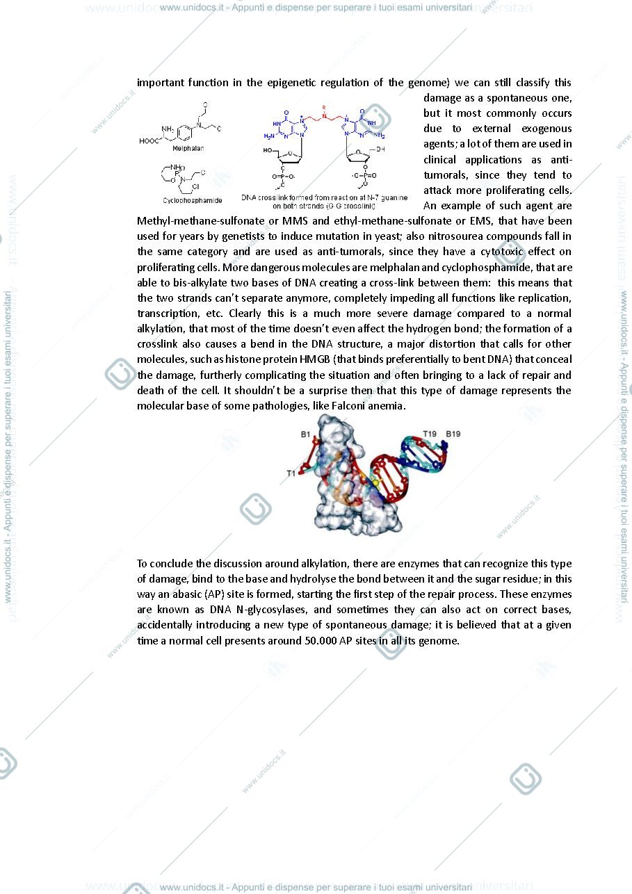 Anteprima pagina 3 — Appunti molecular mechanisms of diseases Capranico 2023 inglese